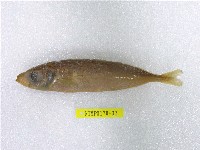 藏品(藍圓鰺)的圖片